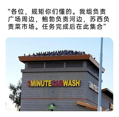 这是一则图文结合的搞笑创意内容，下方为真实拍摄的国外“3MINUTECARWASH”洗车店建筑，其屋顶上聚集了一大群鸽子；上方配有人为创作的拟人化中文文案，将鸽子们虚构为有组织的团伙，正在分配不同区域的“任务”，把鸽子日常聚集觅食的行为夸张成类似人类团伙分工的场景，通过拟人手法制造出荒诞幽默的效果，让普通的动物场景充满趣味。