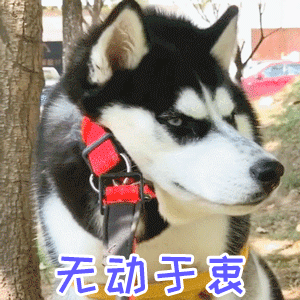 这是一张动态GIF梗图，展示了一只戴着红色项圈的哈士奇在户外场景中保持静止不动的状态。四个关键帧中，哈士奇的表情和姿势几乎没有变化，始终呈现出冷漠、不为所动的神态，每张图下方都配有蓝色文字“无动于衷”，强化了其对周围环境毫不在意的情绪。整体画面通过重复的静态形象与文字结合，形成强烈的反差幽默，常用于表达对某事漠不关心或不为所动的态度。