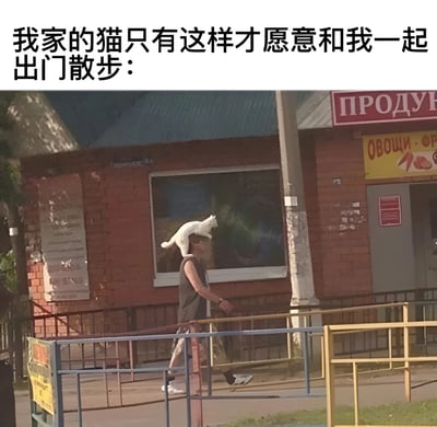 图片上方配有文字“我家的猫只有这样才愿意和我一起出门散步：”，下方是一张实拍照片。照片中一名穿着深色背心和花色长裤的男子正在户外行走，他的头顶上稳稳地坐着一只白色猫咪，猫咪姿态放松。背景是一栋红砖建筑，墙上有俄文招牌，包括红色的“ПРОДУКТЫ”（产品）和黄色的“ОВОЩИ”（蔬菜）字样，显示出这是一个街边场景。整体画面幽默地展现了猫咪独特的出门方式，以及主人对宠物的包容与宠爱。