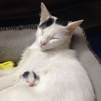 一张温馨的照片，展示了一只白色的猫妈妈和她的小猫咪。猫妈妈有着雪白的长毛，头顶有两块黑色的毛发，正安详地侧卧着，眼睛紧闭，嘴角微微上扬，似乎在做着美梦。她的怀里依偎着一只刚出生不久的小猫咪，小猫咪同样是白色毛发，头顶也有黑色的毛发，与妈妈的毛色相呼应，眼睛紧闭，正在熟睡。猫妈妈将小猫咪温柔地护在怀里，展现出浓浓的母爱。背景中可以看到灰色的沙发和一些模糊的家居物品，整个画面充满了温暖和宁静的氛围。