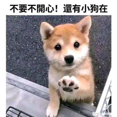 这是一张静态单图，画面主体是一只软萌的柴犬幼犬，它站在深色粗糙的地面边缘处，一只前爪抬起搭在边缘，眼神无辜温柔，看起来像是在做出挥手安慰的动作。图片上方配有简体中文文字“不要不开心！还有小狗在”，整体风格治愈暖心，旨在通过可爱的宠物形象和温柔的文字，给情绪低落的人带来慰藉，适合在社交互动中用来安慰朋友。图片右下角带有“动图搞笑图”的水印。