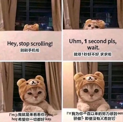 四格拼接的静态图片，内容为一只戴着棕色熊耳朵帽子的猫咪在室内窗边场景中与观众互动。第一格：猫咪从物体后探出头，配文“Hey, stop scrolling! 别刷手机啦”；第二格：猫咪抬头望，配文“Uhm, 1 second pls, wait. 就停1秒好不好 求求啦”；第三格：猫咪坐立，配文“I'm jt 我就是来看看你 you, hop 希望你一切都好 kay.”（疑似存在拼写错误，推测应为“I'm just 我就是来看看你 you, hope 希望你一切都好 okay.”）；第四格：猫咪抬起一只爪子，配文“I'r 我为你一直以来的努力感到 een 骄傲, 即使没有人看到它”（疑似拼写错误，推测应为“I'm 我为你一直以来的努力感到 proud 骄傲, 即使没有人看到它”）。整体通过猫咪可爱的形象和温柔的语气，传达出鼓励观众暂停刷手机、关注自身努力的暖心 message。