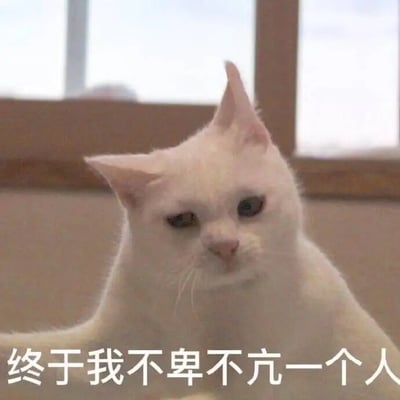 图片中是一只白色猫咪，耳朵微微向后倾斜，眼神平静中带着一丝冷漠，正坐着看向前方。背景是一扇窗户，光线柔和。图片底部有一行文字：“终于我不卑不亢一个人”，表达了一种独立自主、不卑不亢的生活态度。猫咪的表情与文字内容形成呼应，传递出平静而坚定的情绪。