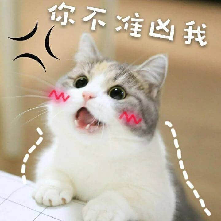 你不准凶我 猫咪表情包