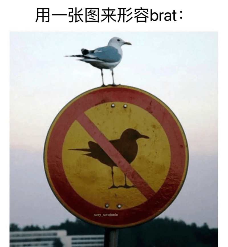 海鸥