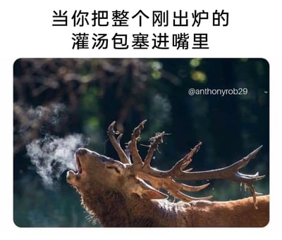 这是一张趣味改编的搞笑梗图，上方配有醒目的文字“当你把整个刚出炉的灌汤包塞进嘴里”，下方是一张野生动物实拍照片：一只长着巨大鹿角的鹿仰头张嘴，从口中呼出一团明显的白色雾气，鹿的眼睛眯起，面部表情看起来既带着酸爽感又有些难以忍受，生动形象地还原了人因贪吃一口吞下刚出炉的滚烫灌汤包后，被里面的热气烫到，忍不住张嘴哈气、缓解灼热感的状态，用动物的真实画面巧妙调侃了这种日常贪吃又被烫到的搞笑经历，让人看后产生强烈的共鸣。