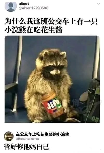 社交媒体截图中，用户albert发帖困惑“为什么我这班公交车上有一只小浣熊在吃花生酱”，配图是一只浣熊坐在公交车座位上，双手捧着Jif牌花生酱罐专注进食。下方有另一用户@Bussinsomenut的暴躁回复“管好你他妈自己”，形成幽默反差。
