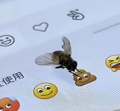 一张创意合成图片，画面中心是一只真实的苍蝇，它用腿抓住了一个黄色的便便表情符号。周围散布着各种表情符号，包括笑脸、心形、耸肩人物和眨眼表情等。背景是浅色带有纹理的表面，左下角有部分中文文字"使用"。整体营造出一种荒诞又搞笑的视觉效果。