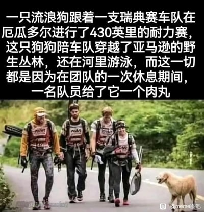 这是一张图文混排的静态单图，上方配有中文文字，讲述了一个暖心的真实故事：一只流浪狗因为在瑞典耐力赛车队休息时得到了一名队员的一个肉丸，便一路跟随这支车队，在厄瓜多尔完成了430英里的耐力赛，期间还陪车队穿越亚马逊野生丛林、在河里游泳。图片下方的画面中，四名满身泥泞、带着比赛装备的参赛队员正疲惫地行走在公路上，一只浅棕色的流浪狗跟在队伍右侧，看起来充满活力，整个画面传递出动物的感恩之心，以及人和动物之间温暖的羁绊。
