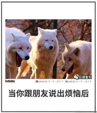 这是一张经过二次创作的顶配底文趣味梗图，画面主体是三只身处户外树林中的白狼，左侧和右侧的狼张大嘴巴，神态夸张，仿佛在对某事表示惊讶或附和；中间的狼表情平静，头部正视前方，如同刚向朋友倾诉完自己的烦恼。图片底部配有醒目的中文文字“当你跟朋友说出烦恼后”，用动物的神态生动还原了日常社交里，向朋友倾诉烦恼后朋友给出反应的场景，精准戳中人们在社交中的共鸣点，充满趣味性。
