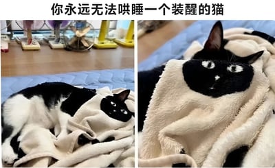 图片为左右对比图，左侧展示一只黑白相间的猫咪躺在蓝色被子上，身体被米色毯子覆盖，呈现蜷缩状态；右侧为猫咪脸部特写，它睁着圆溜溜的眼睛向上看，表情警惕，仿佛在假装清醒。图片上方配有文字'你永远无法哄睡一个装醒的猫'，幽默地捕捉了猫咪不愿入睡时的调皮瞬间。