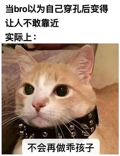这是一张幽默梗图，上方文字写着"当bro以为自己穿孔后变得让人不敢靠近 实际上："，下方是一只戴着黑色尖刺项圈的橘白猫咪，眼神无辜，底部配有文字"不会再做乖孩子"。图片通过反差萌的方式，调侃了有些人以为穿孔会让自己看起来很凶，实际上却依然可爱的有趣现象。