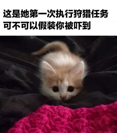 图片上方有两行黑色文字：“这是她第一次执行狩猎任务 可不可以假装你被吓到”。下方是一只浅色（米白和浅橘色相间）的小奶猫，正从黑色的布料中探出头来，大大的圆眼睛显得十分无辜，前方有一块粉红色的毛绒布料。整体通过可爱的小猫形象与“狩猎任务”的文字形成反差萌，营造出幽默温馨的氛围，仿佛小猫在请求配合完成它的“第一次任务”。