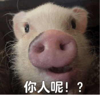 可爱小猪探头问'你人呢！？'表情包