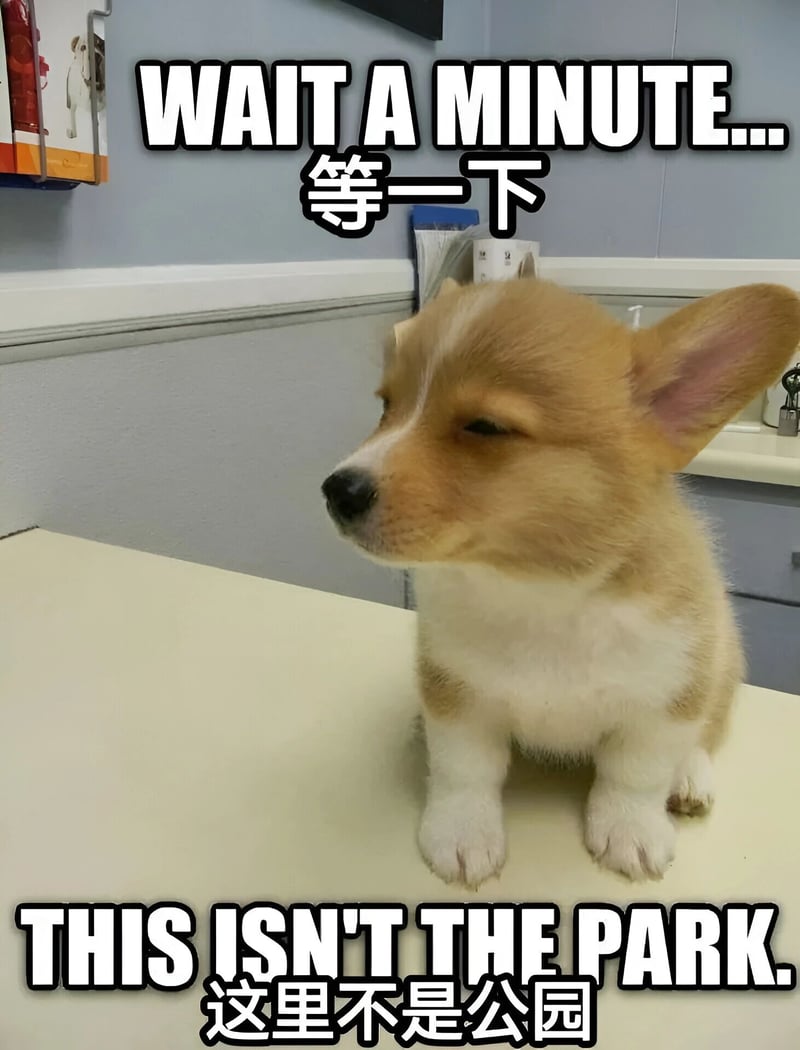 柯基犬