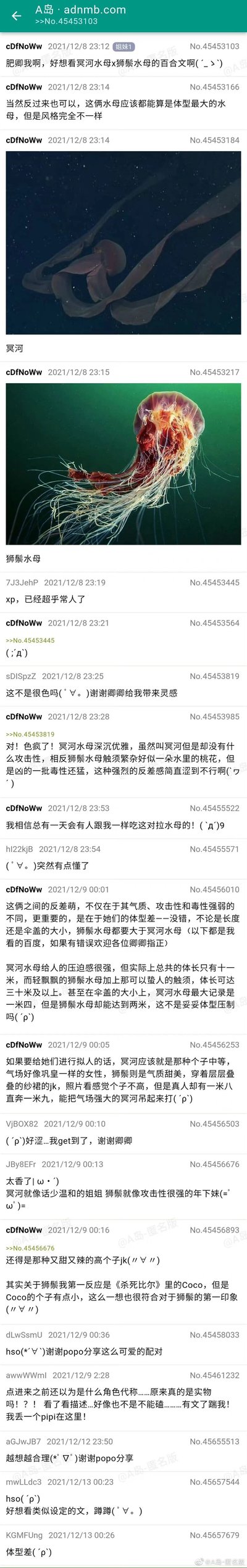 这是A岛匿名版（adnmb.com）的一则超长帖子截图，楼主cDfNoWw于2021年12月8日发起讨论，表达了想看冥河水母与狮鬃水母的百合同人文的愿望。楼主指出二者都是体型最大的水母，但风格迥异：冥河水母深沉优雅无攻击性，体长11米；狮鬃水母触须繁杂、毒性猛烈，体长可达20米以上，伞盖尺寸也更大。楼主将二者拟人化，设定为气场强大的中等个子女性与又甜又辣的高个子JK的组合，挖掘二者的体型、气质反差萌。帖子中还附上了两种水母的实拍图，其他用户也参与讨论，有人表示get到该CP的萌点，有人求相关同人文，还有用户一开始误以为是角色代称，了解后也表示能接受这个冷门CP。