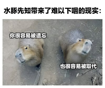 图片上方有黑色粗体文字“水豚先知带来了难以下咽的现实：”，下方是两只水豚的实拍照片。左侧水豚配文“你很容易被遗忘”，右侧水豚配文“也很容易被取代”。整体通过可爱的水豚形象与扎心的文字形成反差，以幽默方式传递令人无奈的现实感悟。