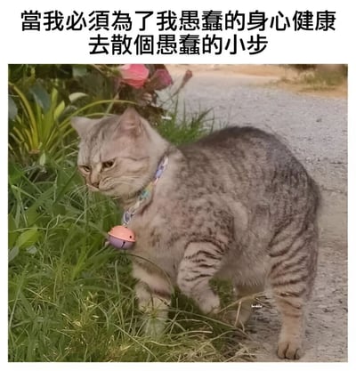 图片上方配有文字'當我必須為了我愚蠢的身心健康去散個愚蠢的小步'，下方是一只灰色虎斑猫的照片。猫咪戴着带有彩色花纹的项圈，项圈上挂着一个粉色铃铛，正站在路边的草丛旁，身体微微前倾，低头看向地面，表情显得有些无奈和不情愿，仿佛在演绎被迫出门散步的心情，整体画面幽默地表达了人们对日常健康任务的自嘲心态。