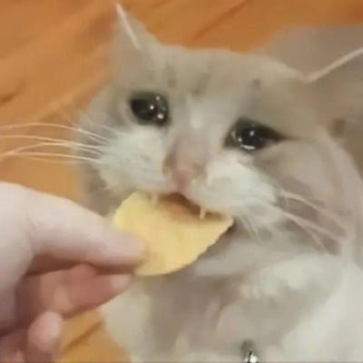 图片中是一只灰白相间的猫咪，正眼巴巴地望着前方，一只人类的手拿着一片黄色的薯片递到它嘴边，猫咪微微张开嘴准备接住薯片。它的眼睛又大又圆，眼神中充满了对食物的渴望和专注。背景是温暖的橙色，可能是沙发或毯子，整体画面温馨治愈，展现了宠物与主人互动的可爱瞬间。