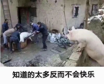 图片展示了农村杀猪场景：一群人在破旧房屋前按住木桶中的白猪准备屠宰，右侧石阶上站着一头体型更大的猪，正扭头望向人群，仿佛在旁观这一场景。图片底部配有文字“知道的太多反而不会快乐”，通过旁观猪与被屠宰猪的对比，幽默地传达“无知是福”的调侃意味，暗示知晓过多真相可能带来烦恼。
