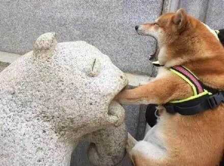 柴犬凶狠咬住石狮子嘴巴 反差萌逗趣瞬间