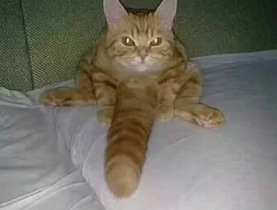 这是一张充满趣味的视觉错位照片，一只橘色虎斑猫趴在柔软的床面上，它的尾巴恰好放在身体正前方，尾巴的纹路和身体的虎斑纹路完美衔接，从拍摄角度看去，仿佛猫咪长了一条位于身体正中间的“第三条腿”。猫咪一脸严肃、眼神略带不满的表情，和这个滑稽的错位效果结合在一起，让人第一眼极易产生错觉，忍不住发笑。