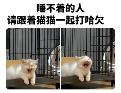 这是一张左右对比的双图拼接图片，上方配有文字'睡不着的人 请跟着猫猫一起打哈欠'。左侧图片中，一只白色的猫趴在笼子边缘，眼睛紧闭，嘴巴微张，似乎正要打哈欠。右侧图片中，同一只猫张大嘴巴，正在打哈欠，表情十分放松。图片通过展示猫咪打哈欠的过程，试图用哈欠的传染性来帮助失眠的人放松入睡。