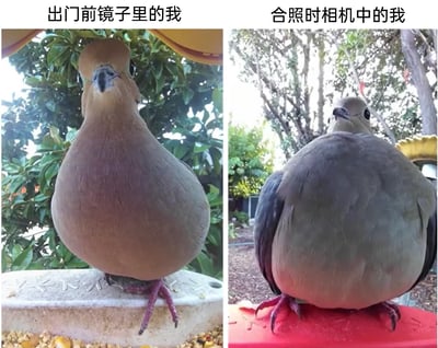 这是一张左右拼接的静态对比图，通过两只鸽子的不同形象，调侃人们的自我认知差异：左侧图片上方配文“出门前镜子里的我”，图中的鸽子站立在带有谷物的喂食器上，身形修长挺拔，毛色顺滑，姿态自信，呈现出精致利落的自我形象；右侧图片上方配文“合照时相机中的我”，图中的鸽子站立在红色平台上，身形圆滚滚，看起来臃肿憨厚，姿态朴实。两张图的强烈反差，生动地映射了现实中很多人觉得镜子里的自己比相机里的自己更美观的普遍心理，用动物的趣味形象引发人们对日常形象焦虑的共鸣，充满自嘲和趣味性。