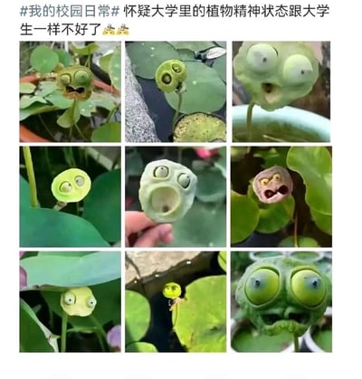 这是一张九宫格形式的图文混排P图作品，顶部配有文字“#我的校园日常#怀疑大学里的植物精神状态跟大学生一样不好了”。图中九张图片均为校园里的莲蓬，创作者通过P图给这些形态各异的莲蓬添加了拟人化的夸张表情，包括瞪大双眼的惊讶脸、大张嘴巴的震惊脸、皱眉烦躁的抓狂脸、眼神呆滞的茫然脸等，将莲蓬的自然形态与搞怪表情结合，以拟人化的方式调侃当代大学生在校园生活中时常出现的精神状态不佳的情况，整体风格诙谐搞笑，充满趣味，容易引发大学生群体的共鸣。
