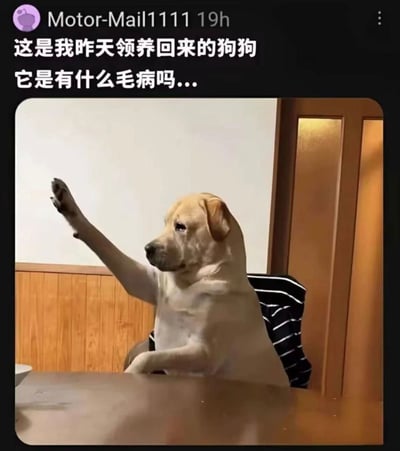社交媒体用户Motor-Mail1111发布的帖子，内容为其昨天领养的黄色狗狗（疑似拉布拉多）坐在椅子上，前爪搭在桌上并抬起另一只前爪，姿势酷似人类举手。配文“这是我昨天领养回来的狗狗 它是有什么毛病吗...”表达了主人对狗狗可爱又奇特行为的疑惑。整体画面温馨搞笑，狗狗表情平静，动作拟人化，引发趣味效果。
