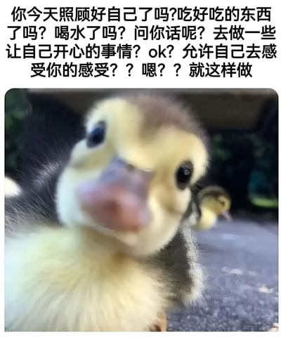 图片上方是一段关怀备至的文字，提醒人们照顾好自己，包括饮食、饮水和情绪管理。下方是一只可爱的小鸭子特写，它有着黄色和灰色的绒毛，粉色的喙，正歪着头直视镜头，眼神中带着好奇和关切。背景中还有另一只模糊的小鸭子，整体画面温馨治愈，传递出温暖和关怀的情感。