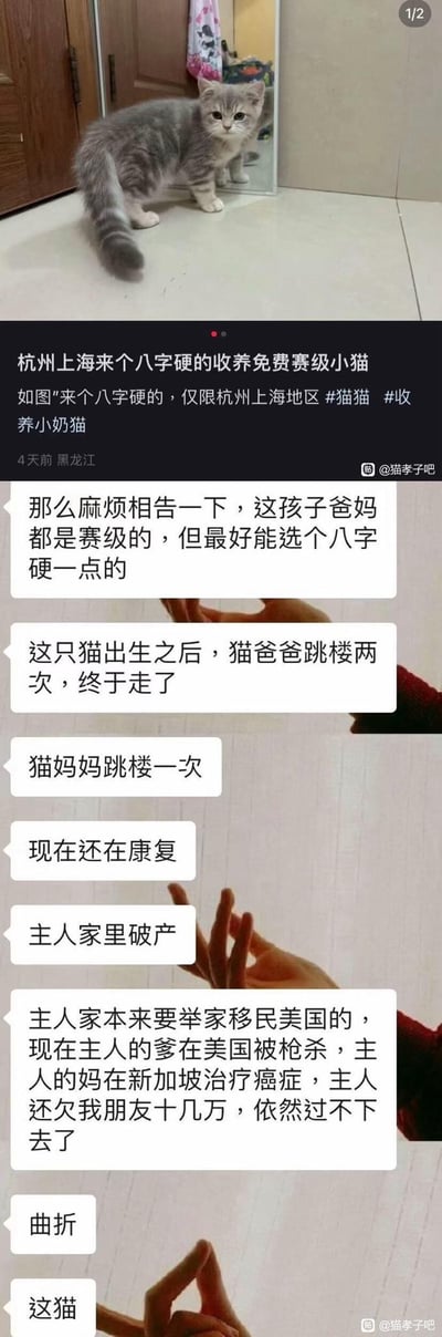 这是百度贴吧猫孝子吧的一则收养猫咪的帖子，楼主发布了一只赛级血统的英短银渐层小猫的照片，发帖称仅限杭州、上海地区，寻找“八字硬”的收养人。后续楼主补充了小猫的一系列离奇遭遇：小猫出生后，猫爸爸跳楼两次不幸离世，猫妈妈跳楼一次正在康复；小猫的主人家更是接连遭遇破产、原本要举家移民美国却发生主人父亲在美国被枪杀、母亲在新加坡治疗癌症、主人欠债十几万等惨事，因此戏称小猫“命格过硬”，需要能镇住的收养人，内容充满荒诞的搞笑感。