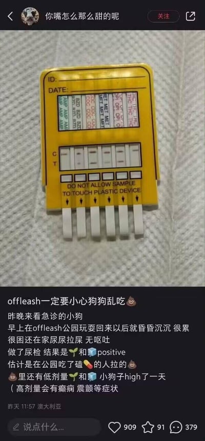 这是一则来自澳大利亚的宠物医疗警示类社交媒体内容截图。内容讲述了一只小狗在无绳（offleash）公园玩耍后，出现昏昏沉沉、嗜睡、在家乱尿乱拉的异常症状，送医急诊后，尿检试纸板显示两项检测结果呈阳性，推测小狗是误食了人类丢弃的、含有低剂量精神类药物的粪便，导致出现类似“兴奋嗨了一天”的状态。发布者提醒养宠人，带狗狗在无绳区域活动时一定要严防狗狗乱捡食物，并说明这类药物高剂量会引发狗狗癫痫、震颤等严重症状，以此警示其他养宠人注意宠物外出安全。配图为狗狗的多项目尿检试纸板，清晰显示有两项检测指标呈阳性。