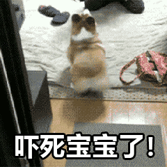 柯基站立被吓到：吓死宝宝了！