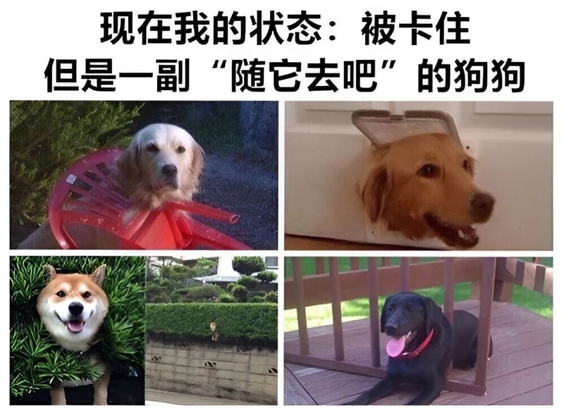 黑色拉布拉多犬