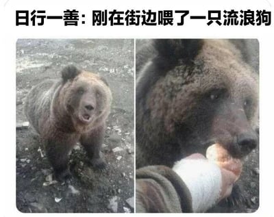 图片上方配有文字'日行一善: 刚在街边喂了一只流浪狗'，下方分为左右两图。左图是一只棕熊站立在布满碎石的地面上，嘴巴张开，眼神看向镜头；右图是该棕熊的特写，一只戴着白色袖套的手正拿着面包喂它。通过文字声称喂流浪狗与实际喂熊的强烈反差制造幽默效果，属于典型的反差梗 meme。