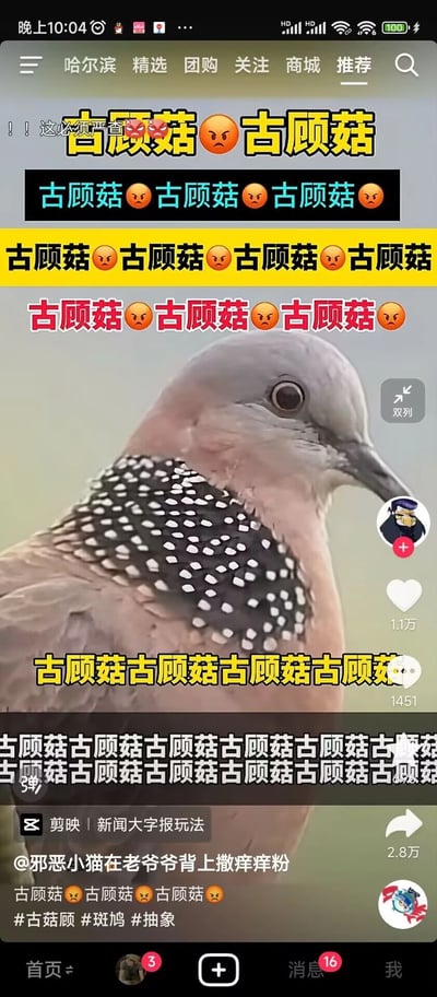 这是一张竖屏的抖音平台短视频截图，画面主体是一只珠颈斑鸠，其颈部标志性的黑白斑点纹路清晰可见。画面的上方、中间、下方被大量重复的“古顾菇😠”文字覆盖，顶部还有“！！这必须严查😠😠”的文字，“古顾菇”是模仿珠颈斑鸠叫声的谐音梗，以此制作出抽象搞笑的效果。视频作者为“邪恶小猫在老爷爷背上撒痒痒粉”，该视频获得了1.1万点赞、1451条评论、2.8万次转发，附带的标签有#古菇顾 #斑鸠 #抽象，属于网络上的抽象整活类娱乐内容。
