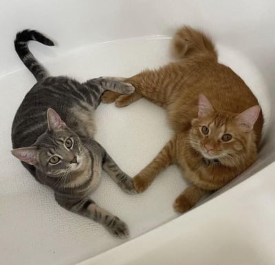 画面中是两只可爱的猫咪，一只为灰色虎斑猫，一只为橘色虎斑猫，它们一同躺在带有防滑纹理的白色浴缸里。两只猫咪的四肢相互交错，身体与爪子恰好围成了一个完整的心形，它们都抬头看向镜头，眼神软萌温和，整个画面充满了温馨治愈的氛围，传递出满满的爱意，让人感受到宠物间的暖心日常，没有双关、谐音梗或暗示类内容。