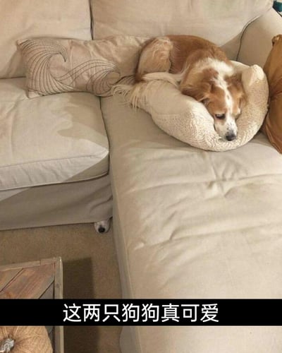 这张图片呈现了一个温馨有趣的宠物日常场景：浅米色的L型布艺沙发上，一只棕白相间的狗狗正趴在针织U型枕上，神态慵懒昏昏欲睡；而在沙发的下方缝隙处，还露出了另一只狗狗的爪子，结合图片底部的配文“这两只狗狗真可爱”，完整展现了两只狗狗的不同状态，画面充满生活感，尽显宠物的可爱与趣味。