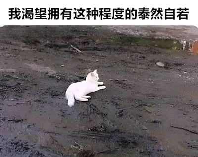 一只白猫四仰八叉地躺在泥泞不堪、凹凸不平的泥地上，浑身雪白的毛发与周围深褐色的泥浆形成鲜明对比，却显得完全放松、毫不在意。图片顶部配有黑色粗体文字“我渴望拥有这种程度的泰然自若”，通过猫咪在脏乱环境中依旧保持从容的反差感，幽默地表达了人们对这种淡定心态的羡慕。