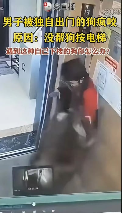这是一张居民楼电梯间的监控画面截图，画面呈现出较为模糊的状态，能看到一名男子正被一只深色大型犬类疯狂扑咬，男子处于躲避的状态。图中叠加了醒目的文字说明，依次为“男子被独自出门的狗疯咬”“原因：没帮狗按电梯”“遇到这种自己下楼的狗你怎么办？”，画面顶部中央带有“法直播”的标识。该记录的事件是一起因宠物引发的冲突，场景发生在日常的居民楼公共区域，既展现了突发的危险状况，也通过文字引导观众思考此类无主人陪同的宠物出现在公共区域时的应对方式，同时也指向宠物管理、公共安全等相关议题。