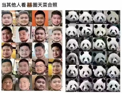 图片上方有文字'当其他人看🐻圈天菜合照'，下方分为左右两部分。左侧是由多张同一男性不同造型的照片组成的网格（共15张左右），右侧是由多张熊猫照片组成的网格（共20张左右），每张熊猫下方标注了名字如'花花'、'和叶'、'润玥'等。通过左侧人物照片的高度相似性与右侧熊猫照片的可辨识度对比，幽默地表现出'其他人'无法区分熊圈天菜，而熊圈内部却能清晰分辨不同熊猫（天菜）的差异，形成搞笑的反差效果。