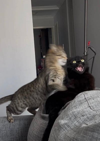 室内家庭场景中，一只虎斑猫站立在黑色猫咪背上，前爪快速挥动似在打闹，黑色猫咪则趴在主人穿着灰色裤子的腿上，双眼圆睁、嘴巴大张，露出惊恐又夸张的表情。背景可见走廊和门框，整体氛围充满生活气息与宠物间的趣味互动。