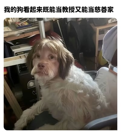 一只毛发蓬松的狗坐在室内环境中，表情严肃，眼神专注，头顶的毛发造型酷似人类的发型，给人一种既像学者又像慈善家的幽默感觉。图片上方配有文字'我的狗看起来既能当教授又能当慈善家'，通过拟人化的方式突出狗狗的独特气质。