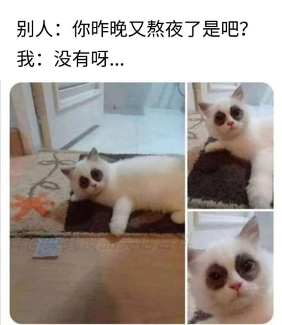 这是一张趣味梗图，上方配文构建了日常对话场景：他人质疑“我”熬夜，“我”嘴硬否认，而下方的三张布偶猫图片则“拆穿”了谎言——猫咪天生的深色眼圈神似熬夜后的状态，它眼神疲惫、神态心虚地趴在地毯上，完美对应了嘴上不承认但状态早已出卖自己的样子，用可爱的动物形象调侃了当代人熬夜后嘴硬的日常，生动又搞笑。