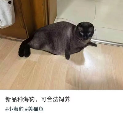 图片中是一只灰色的猫咪趴在浅色木地板上，它的身体因毛发修剪或自然体态呈现出圆润的流线型，头部和身形酷似海豹，眼神平静地直视前方。图片下方配有文字“新品种海豹，可合法饲养”及 hashtags“#小海豹 #美猫鱼”，通过猫咪与海豹的外形相似性制造幽默效果，属于宠物搞笑类内容。