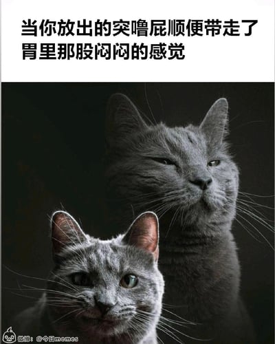 这是一张搞笑生活类表情包，采用上下两只表情反差的灰色猫咪搭配文字的形式，精准还原了日常里的一个小场景：当人放出屁后，顺带缓解了胃里的闷胀感，下方猫咪烦闷难受的表情对应排气前的不适，上方猫咪放松惬意的神态对应排气后的满足，用拟人化的方式将这种微妙的爽感具象化，十分贴近生活，容易引发观者共鸣。