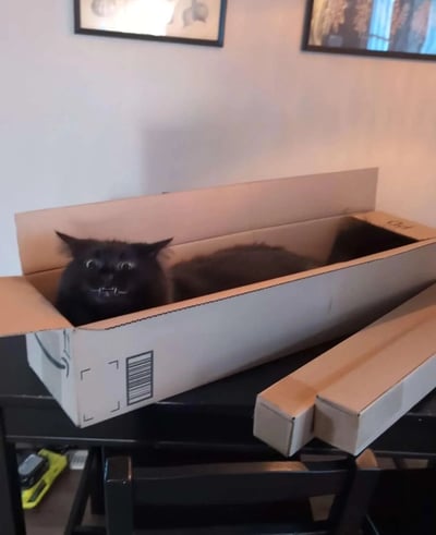 一只黑猫蜷缩在一个打开的纸箱里，露出凶狠的表情，眼睛瞪得很大，嘴巴微张露出牙齿。纸箱放在黑色的桌子上，旁边还有一个较小的纸箱。背景墙上挂着两幅画框，整个场景是在室内环境中。