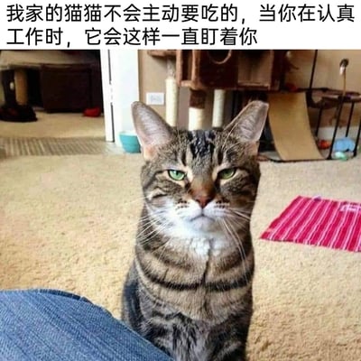 这是一张宠物实拍静态图，画面主体是一只狸花猫，它端正地坐在室内的地毯上，半眯着眼睛，表情严肃又带着点怨念，直勾勾地盯着前方，也就是正在工作的主人方向。图片顶部配有文字说明“我家的猫猫不会主动要吃的，当你在认真工作时，它会这样一直盯着你”，以拟人化的方式展现了猫咪想要食物却不主动表达，只用眼神施压的可爱又搞笑的状态，精准戳中养宠人的日常共鸣，充满趣味。