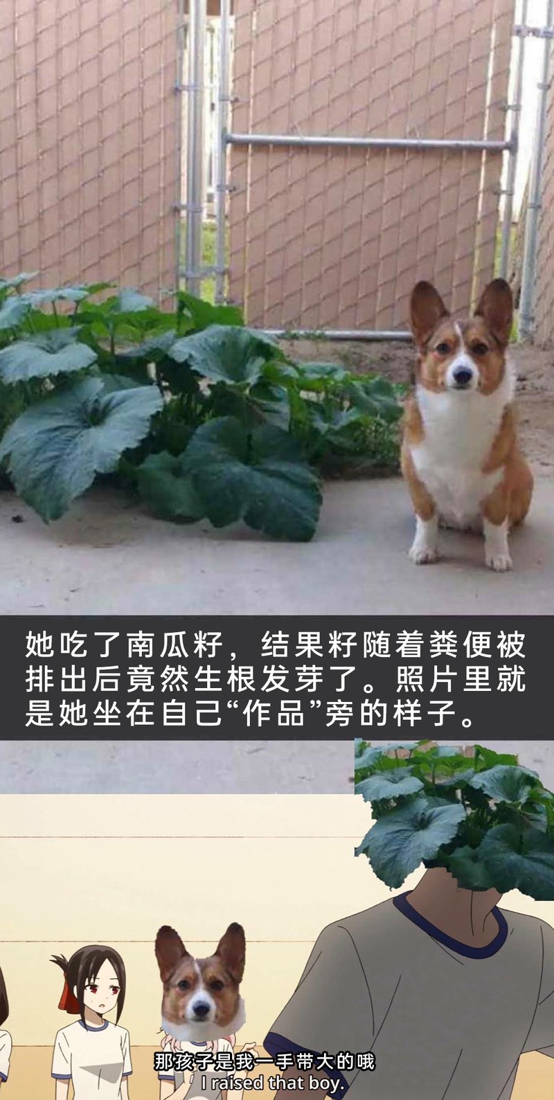 四宫辉夜